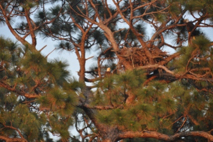 Bald Eagles nesting. The adults are in the tree on either side of the nest.