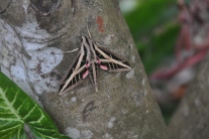 We found this beautiful sphinx moth in the garage and put it outside on a tree