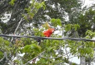 The macaw in the tree was gorgeous.
