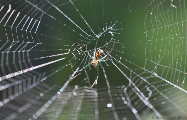While we are on the subject of spiders, this pretty one spun a web in the potted plants.