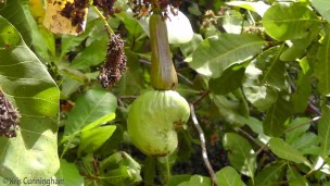 A cashew nut on an immature fruit.