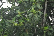 I think these are breadfruit. We have jackfruit here which are similar but bumpy, and these fruits are smooth. There were quite a few trees in town but I didn't see the fruit for sale. One of these days I want to try it.