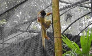 There were a number of cute monkeys, but they were hard to photograph through their double layers of cages.