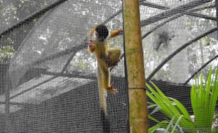 There were a number of cute monkeys, but they were hard to photograph through their double layers of cages.