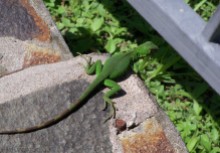 I came across this little iguana on the path.