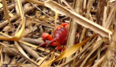 As we were walking to the other side of the island, we spotted this huge red crab in the underbrush.
