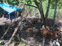 The chicken area