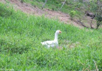 One of the noisy geese