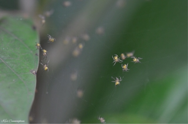 These are spiders though. I saw this web going from one plant to another and it was covered with many, many tiny spiders making their way up and down between the plants