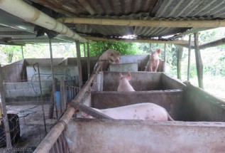 The pigs were very excited to see us, thinking we might be bringing lunch. It was health check time though, and Cedo is afraid they have some parasites because their eyes don't look right and they are losing hair from their skin on their hips.
