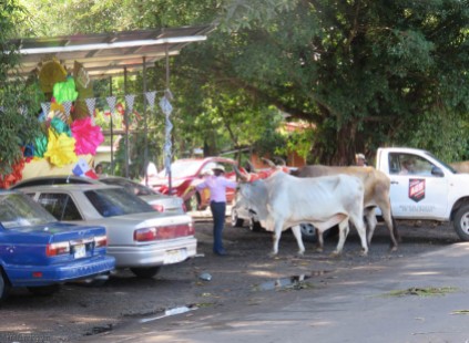 Oxen are dropped off at the car wash to get attached to their carts.