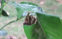 Then, I found it eating a leaf, or rather the creature in the cocoon was poking out its head and munching on a leaf.