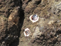 There are oysters on the rocks. It is easiest to pry off the top shell and get the meat, and leave the bottom shell behind where it is embedded in the rock.