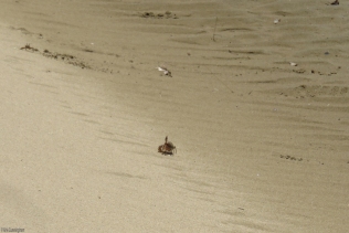 A little crab runs down the sand.