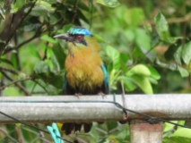 One of the motmots perched on the clothesline pole.