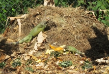 We have a compost pile and sometimes we have iguanas, butterflies, and birds. One day Joel spotted five iguanas!