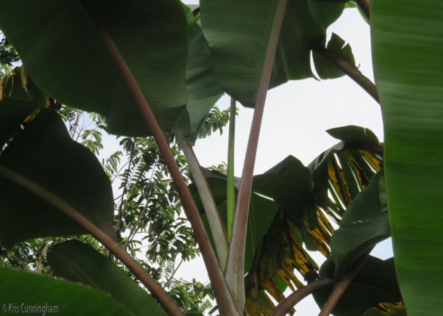 A new banana leaf emerges - look for that long slim green part coming straight up from the plant
