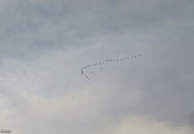 I saw a flock of migrating birds, something I haven't seen for ages.