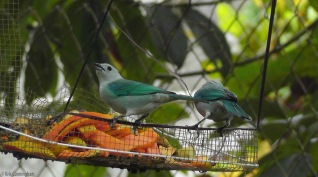 A pair of blue-grey tanagers are attracted by the papaya
