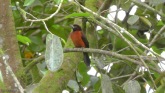 Here is Mrs. crimson-backed tanager