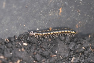 This little centipede was also running around in the pot, fast enough that I was lucky to get a photo. It looks like it is wearing a beaded hat and face covering. I don't know if this is normal. I'll have to keep an eye out for others to see if they are the same.