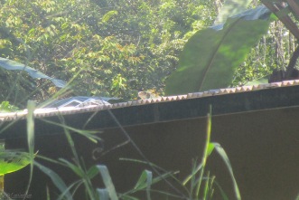 Nothing like an iguana on a metal roof to make you wonder what is stampeding across your house! He ducked down when he saw me but you can still see his head right in the middle of the picture