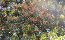 Some mango flowers are on red stems giving the flowers a different color.