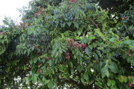 The star fruit also fruits multiple times a year.