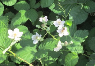 The wild raspberry bushes were blooming