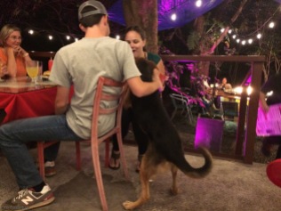 He also loved visiting any diner who would pet him.