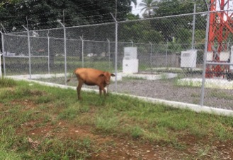 This calf was munching on grass in front of the cell phone tower.